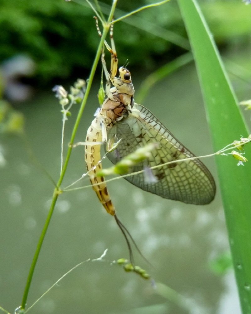 Mayfly