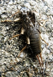 Leere Steinfliegenh�lle am Stein1